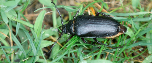 Chrząszcz Dyląż garbarz (Prionus coriarius)