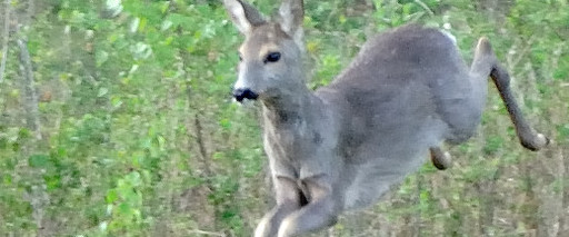 Sarna (Capreolus capreolus)