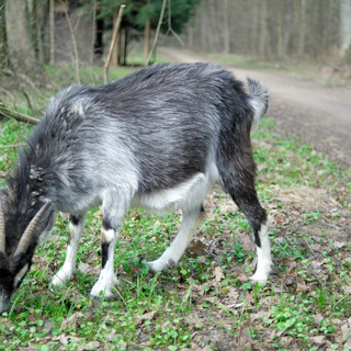 Koza domowa maści szaro-brązowej (Capra hircus)