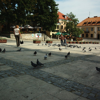 Gołębie na rynku w Sandomierzu