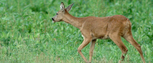 Sarna (Capreolus capreolus)