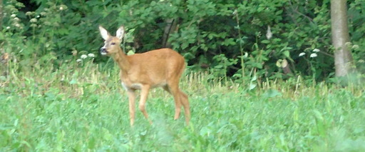 Sarna (Capreolus capreolus)